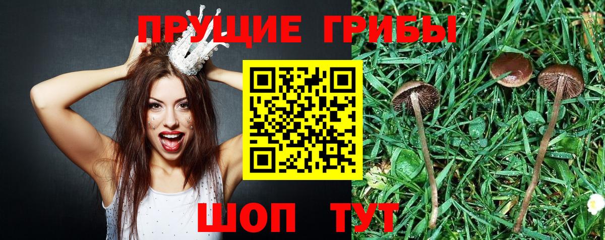 Псилоцибиновые грибы Psilocybe  купить  сайты  Псилоцибиновые грибы MAGIC MUSHROOMS  Липецк 